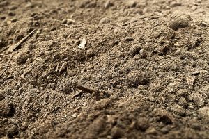 Top Soil